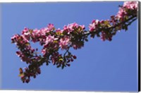 Flowering Tree Branch, Blue Sky, North Carolina Fine Art Print