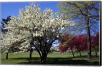 Pin Cherry Tree Blooming, New York Fine Art Print