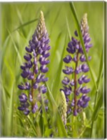 Lupine Near Silver Bay, Northeastern Minnesota 2 Fine Art Print