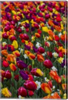 Wind Blows A Field Of Multi-Colored Tulips, Mount Vernon, Washington State Fine Art Print
