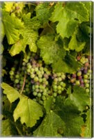 Pinot Grapes In Veraison In Vineyard In The Okanogan Valley, Washington Fine Art Print