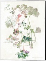 Boho Geranium Botanical Fine Art Print