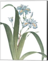 Summer Botanicals III on White Fine Art Print