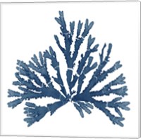 Pacific Sea Mosses Blue on White IV Fine Art Print