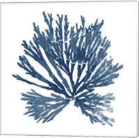 Pacific Sea Mosses Blue on White II Fine Art Print