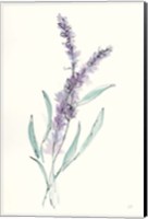 Lavender IV Fine Art Print