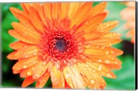 Orange Gerbera Fine Art Print