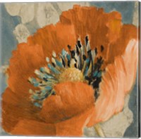 Orange Poppy Fine Art Print