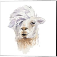 Comb Over Llama Fine Art Print