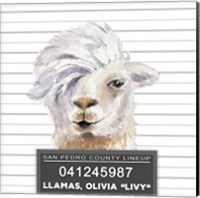 Llamas Livy Fine Art Print