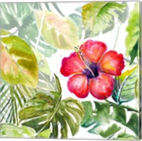 Hibiscus on Selva Fine Art Print