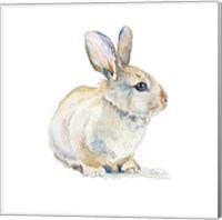 Baby Rabbit Fine Art Print