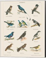Bird Chart II Fine Art Print