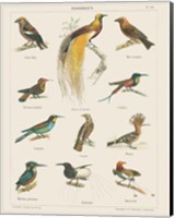 Bird Chart I Fine Art Print