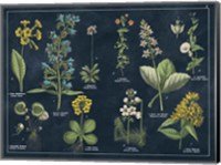 Botanical Floral Chart I Dark Blue Fine Art Print