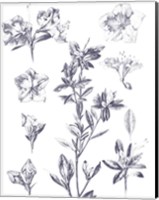 Lithograph Florals I Blue Fine Art Print