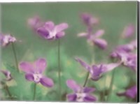 Wild Violets Fine Art Print
