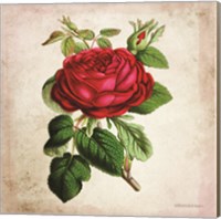 Vintage Red Rose Fine Art Print