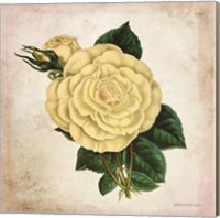 Vintage Cream Rose Fine Art Print