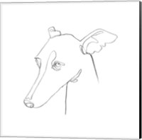 Greyhound Pencil Portrait I Fine Art Print