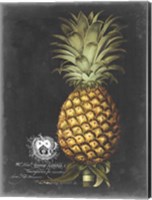 Royal Brookshaw Pineapple I Fine Art Print