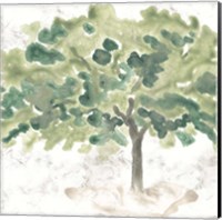 Country Tree IV Fine Art Print