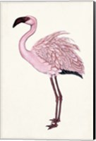 Striking Flamingo II Fine Art Print
