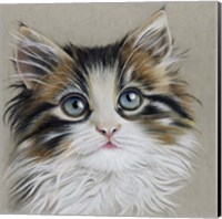 Kitten Portrait II Fine Art Print