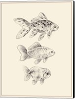 Goldfish I Fine Art Print