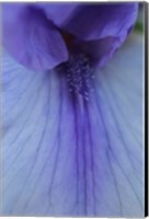 Lavender Bearded Iris Fine Art Print