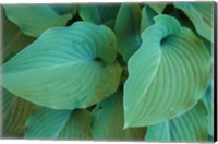 Hosta Leaf Detail 5 Fine Art Print