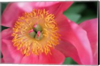 Pink Peony Bloom Fine Art Print