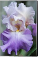 Pale Lavender Bearded Iris Bloom Fine Art Print