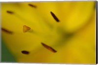 Yellow Daylily Flower Close-Up 1 Fine Art Print