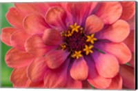 Zinnia Blossom 1 Fine Art Print