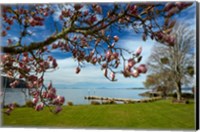 Magnolia Tree In Bloom, And Lake Taupo, Braxmere, Tokaanu, Near Turangi, North Island, New Zealand Fine Art Print