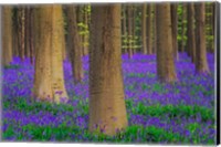 Europe, Belgium Hallerbos Forest With Trees And Bluebells Fine Art Print