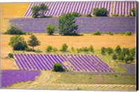 France, Provence, Sault Plateau Overview Of Lavender Crop Patterns And Wheat Fields Fine Art Print