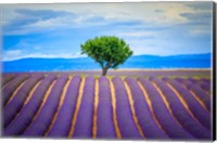 Europe, France, Provence, Valensole Plateau Field Of Lavender And Tree Fine Art Print