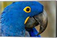 Blue Hyacinth Macaw, Anodorhynchus Hyacinthinus Fine Art Print