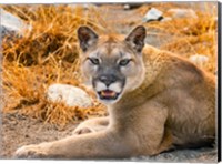 Mountain Lion, Cougar, Puma Concolor Fine Art Print