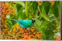 Costa Rica, Arenal Green Honeycreeper And Berries Fine Art Print
