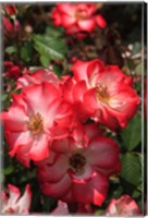 Betty Boop Rose Is A Hybrid Rose With A Moderately Fruity Aroma Fine Art Print
