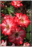 Betty Boop Rose Is A Hybrid Rose With A Moderately Fruity Aroma Fine Art Print