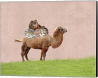 Camel on Pink Fine Art Print