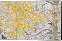 Snow Coats Aspen Trees In Winter Fine Art Print