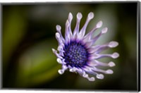Colorado, Fort Collins, African Daisy Close-Up Fine Art Print