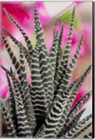 Colorado, Fort Collins, Zebra Plant Succulent Fine Art Print