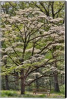 Bench Under Blooming White Dogwood Amongst The Hardwood Tree, Hockessin, Delaware Fine Art Print
