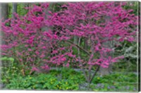 Redbud Tree In Full Bloom, Mt, Cuba Center, Hockessin, Delaware Fine Art Print